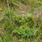 p9110027_100_pt2_25_bul.jpg