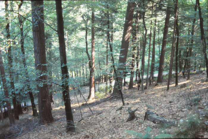 25015000_foto_1991.jpg