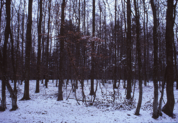 61008000_foto_1978.jpg