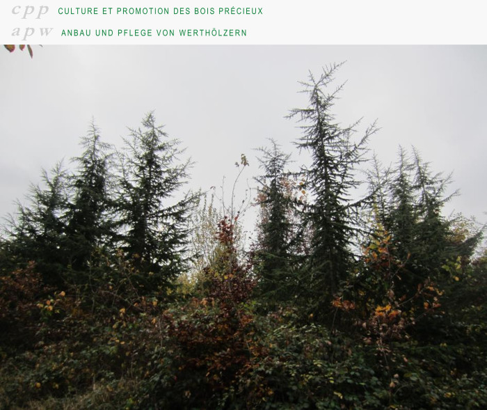 cpp-apw-45-preview.jpg