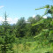 045-vd-cedres-red.jpg