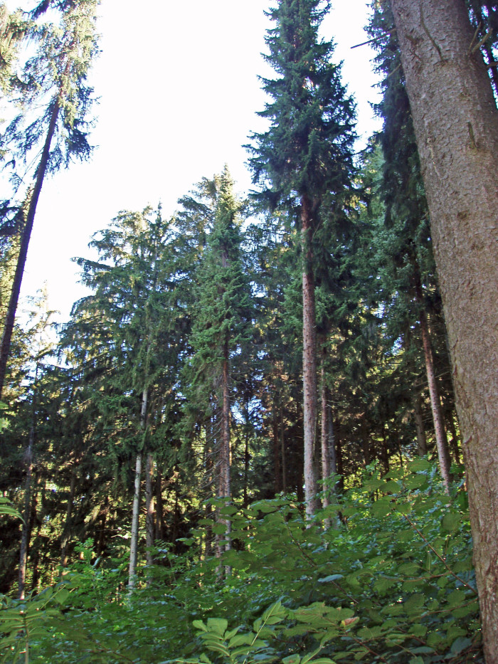 35001000_foto_2006.jpg