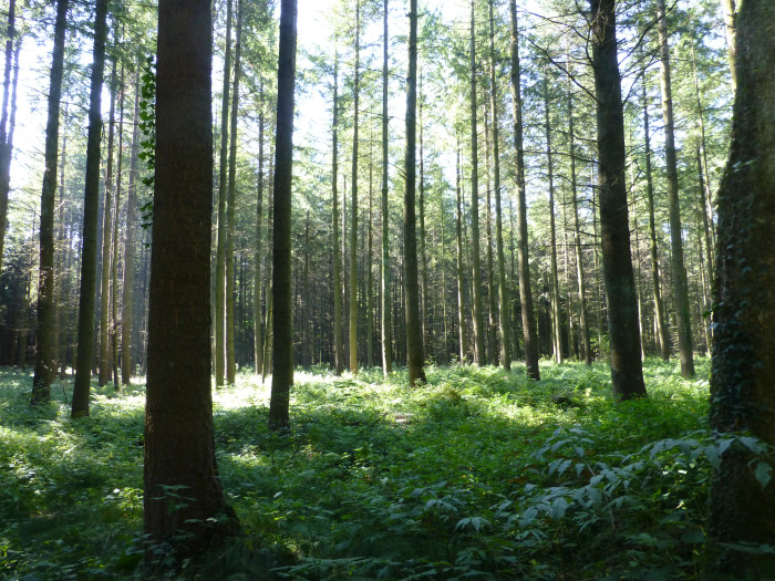 26009000_foto_2013.jpg