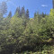 20250502_salenwald-kleiner-zaun.jpg
