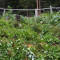 p9170010.jpg