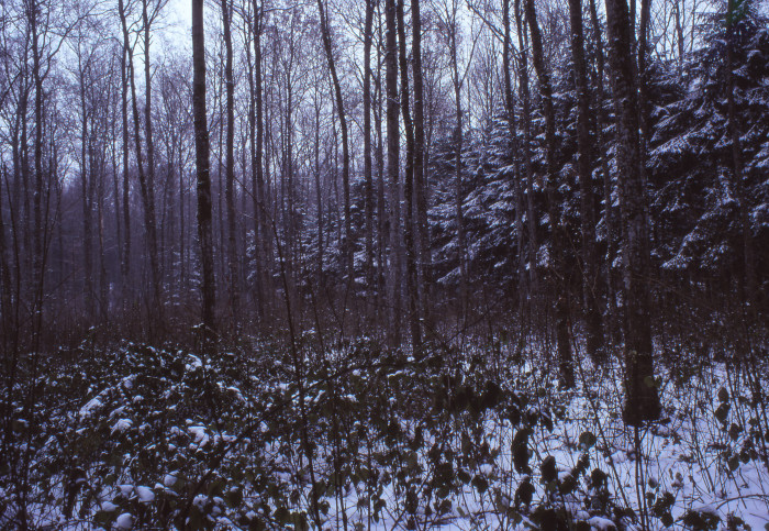 14003000_foto_1978.jpg